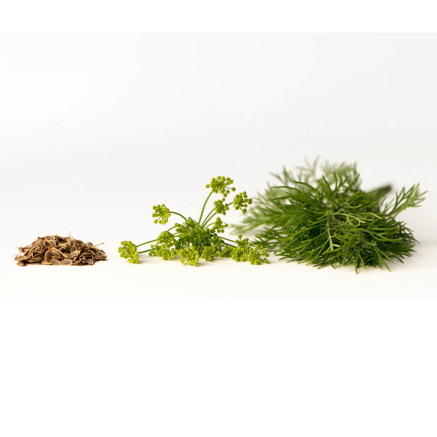Dill Seeds and Dill Leaves