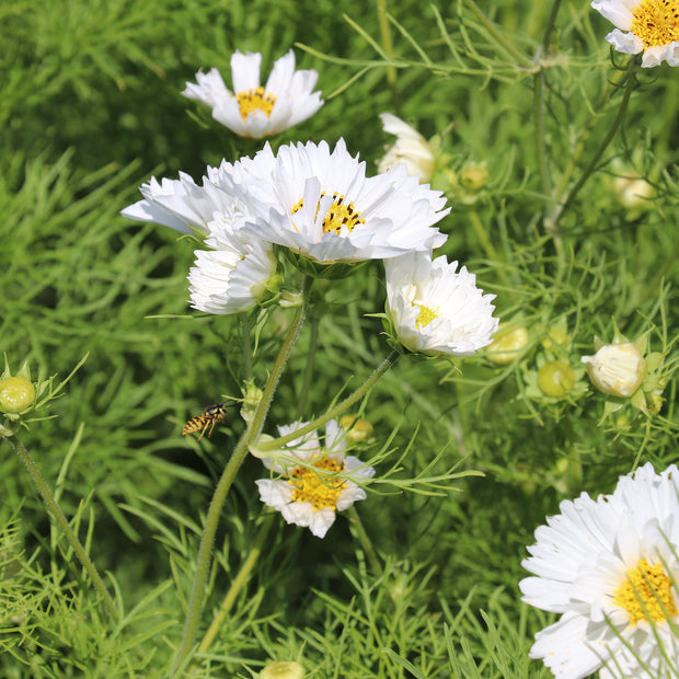 COSMOS BIPINNATUS DOUBLE DUTCH WHITE Seeds