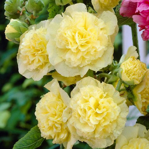 Hollyhock Chater's Yellow Seeds