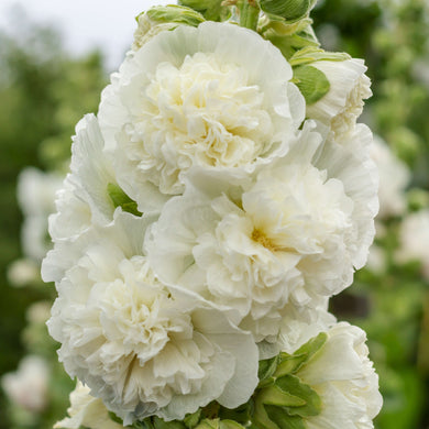 Hollyhock Chater's White