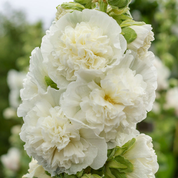 Hollyhock Chater's White Seeds