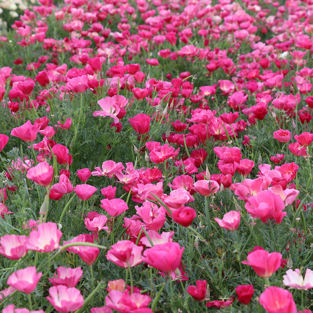 Pink California Poppy Bush Rose