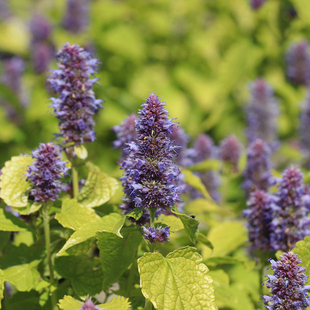 Flower Seed Agastache Golden Jubilee