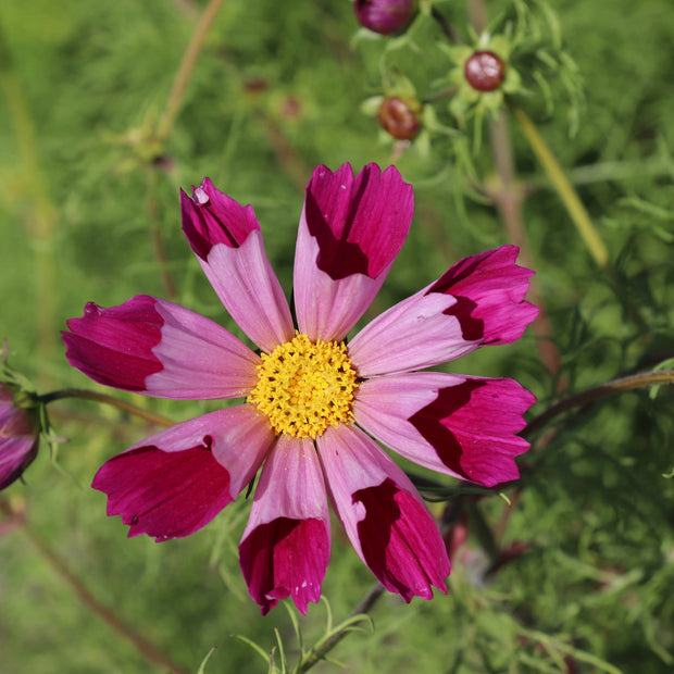 Cosmos Sea Shells Red