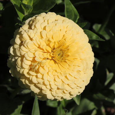 Zinnia Elegans Dahlia-Blumige Isabellina