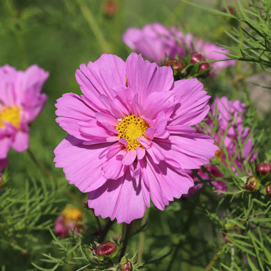 Cosmos Double Dutch Rose