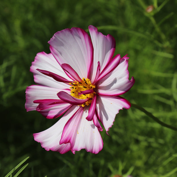 cosmos bipinnatus fizzy rose picotee Seeds