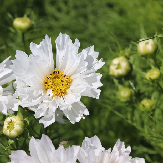 Flower Seeds White Double Dutch Cosmos