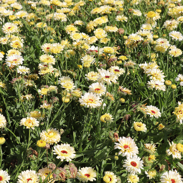 Calendula Ivory Princess