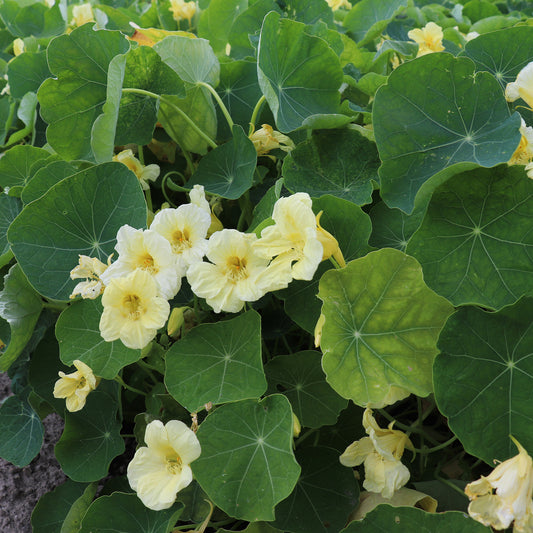 Nasturtium Milkmaid Seeds