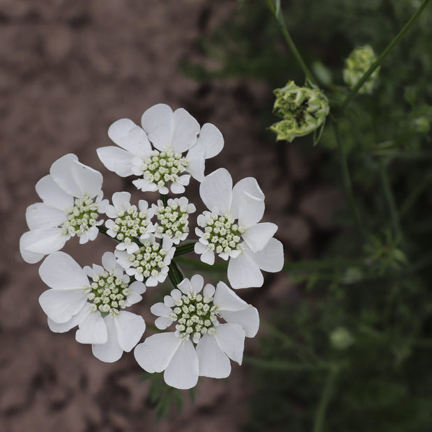 Orlaya Grandiflora White Lace flower seeds