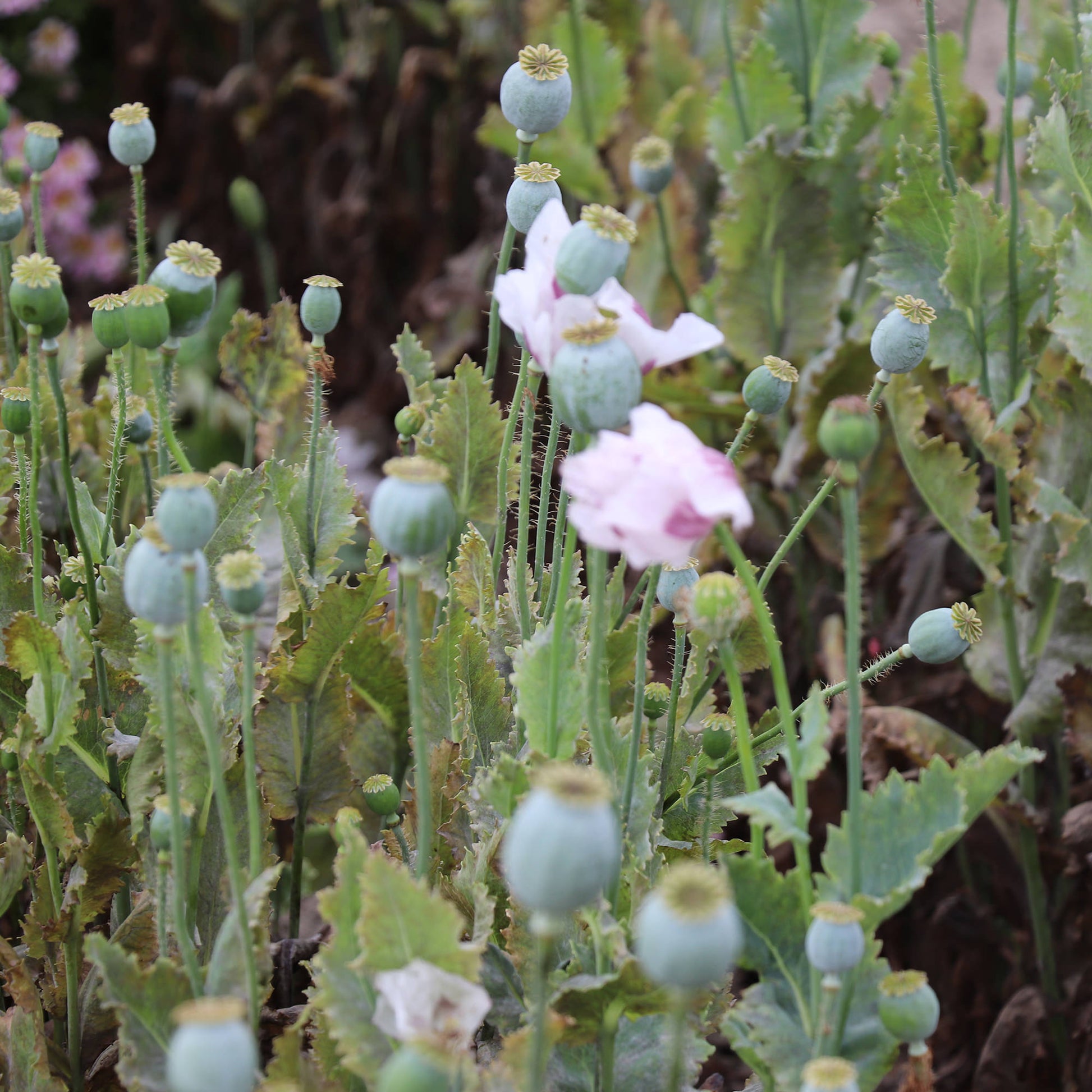 Breadseed Poppies 