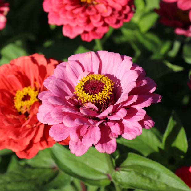 Zinnia Elegans Dahlienblühende Beleuchtung