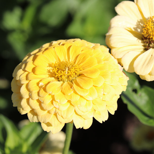 Creamy Yellow Zinnia Flowers
