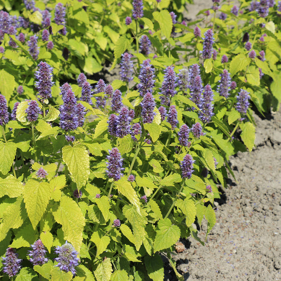 Buy Flower Seeds Agastache Golden Jubilee