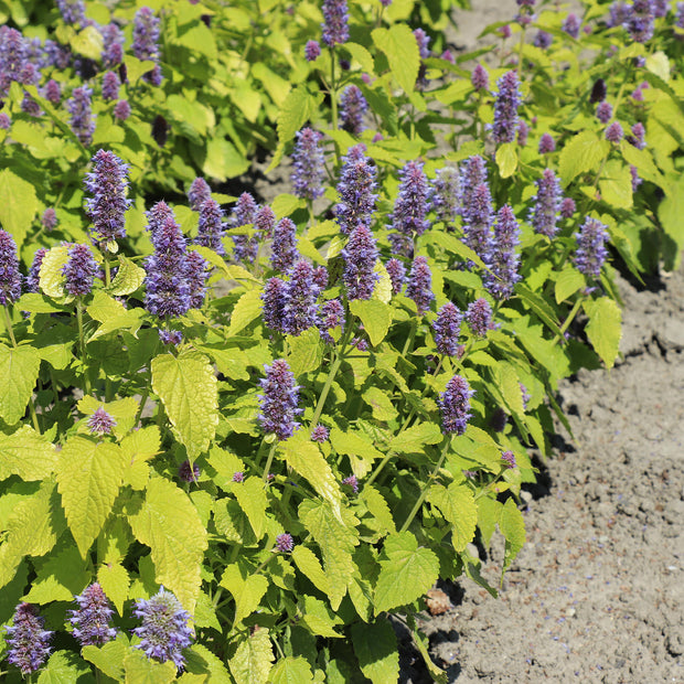 Buy Flower Seeds Agastache Golden Jubilee