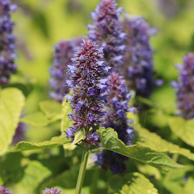 Goldenes Jubiläum von Agastache