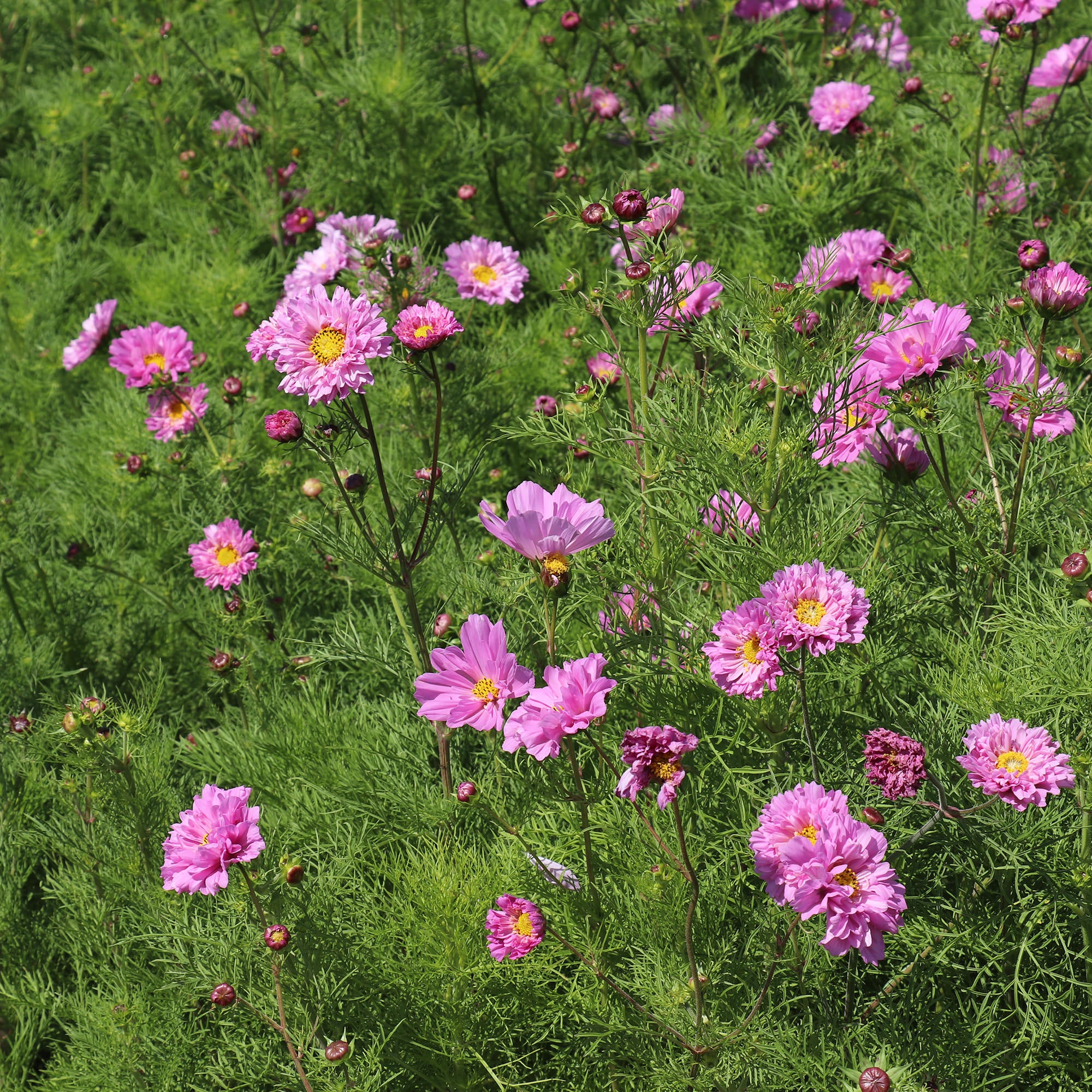 Cosmos Bipinnatus Double Dutch Rose - Cosmos Seeds | Fontana Seeds