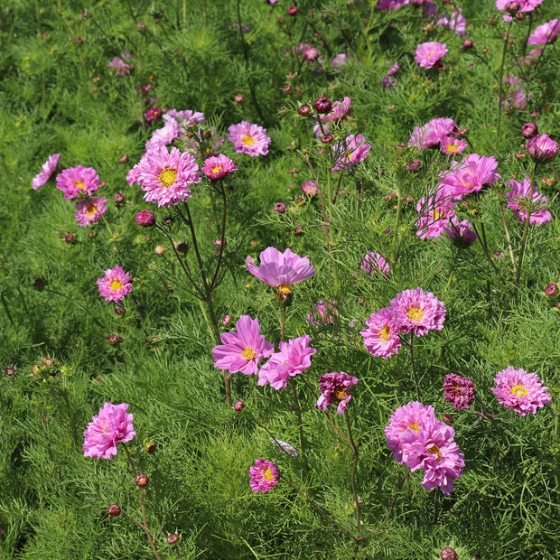 Cosmos Double Dutch Rose