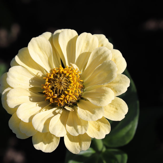 Zinnia Blooming Creamy Yellow