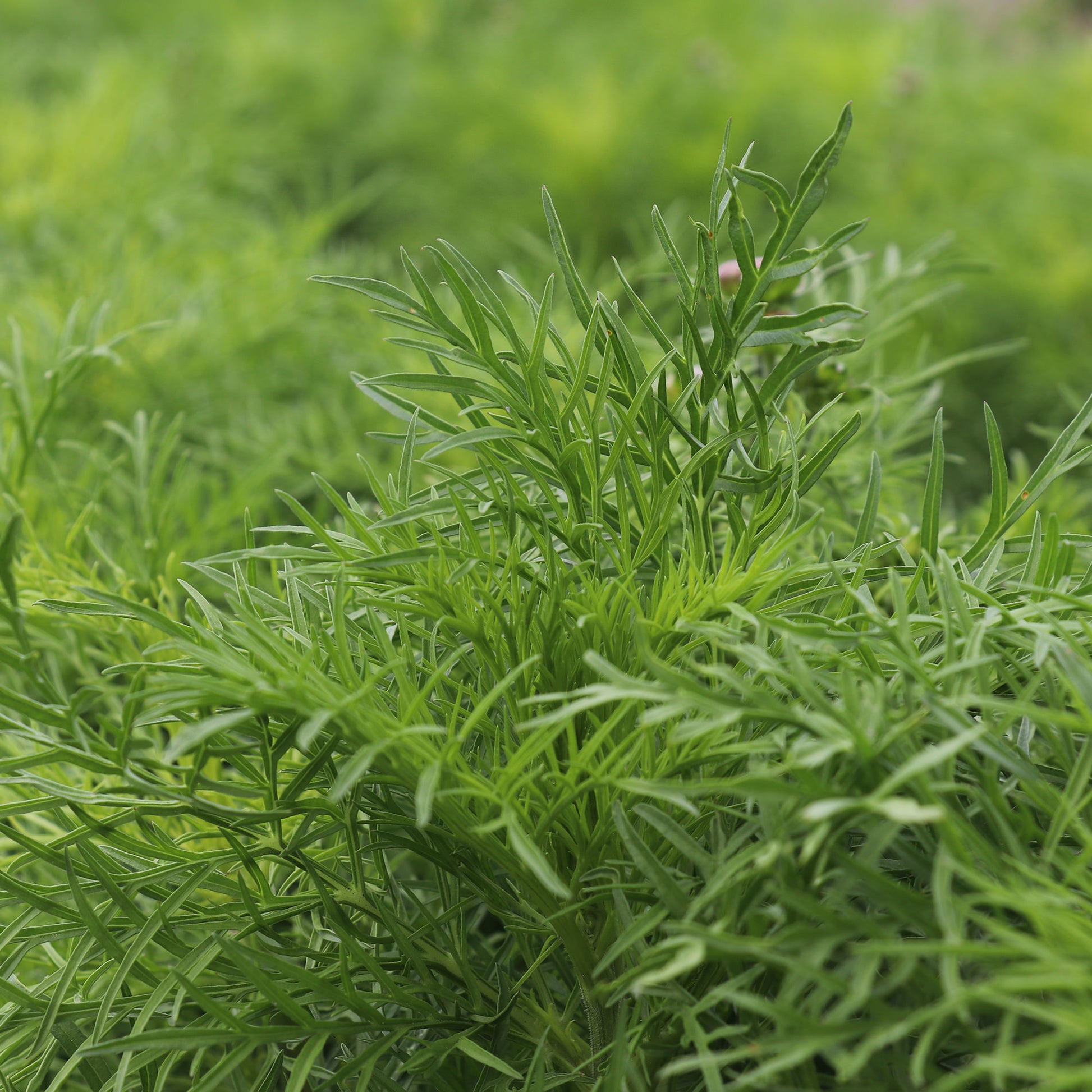 Foliage of Cosmos in bloom