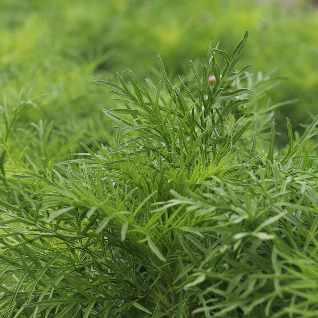 Foliage of Cosmos in bloom