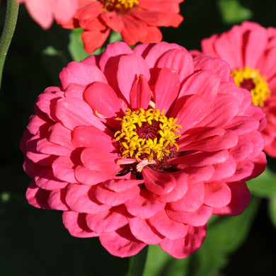 Zinnia Elegans Dahlienblühende Beleuchtung