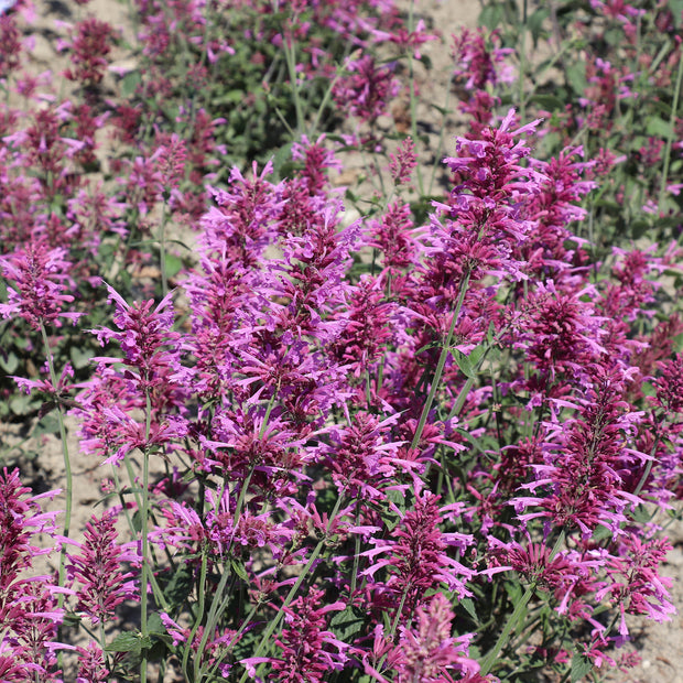 Agastache cana, 'Heather Queen' Hummingbird Mint, Mosquito Hyssop