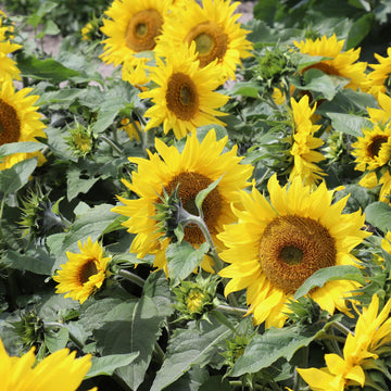 Sunflower 'Irish Eyes' seeds Fontana Seeds