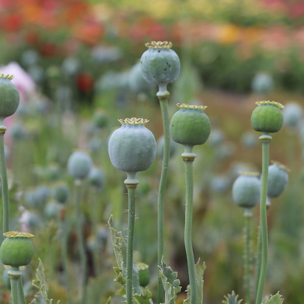 Papaver Somniferum Breadseed Poppy