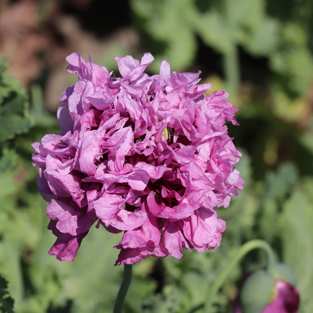 Poppy Purple Peony