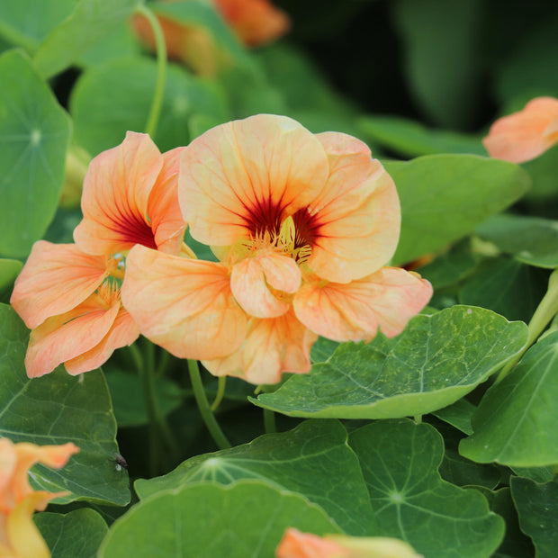 Flower Seed TROPAEOLUM minus Sahins Paso Doble