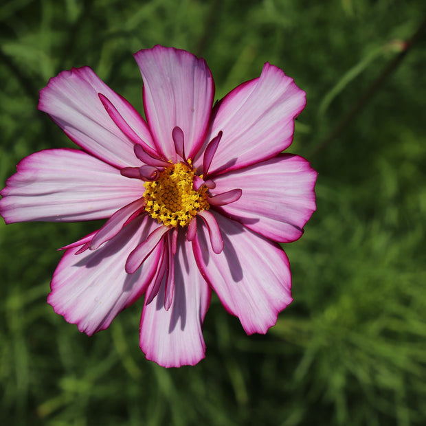 Cosmos Fizzy Rose Picotee