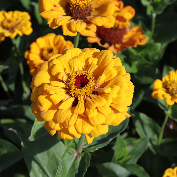 Zinnia Elegans Dahlia-Flowered Golden State