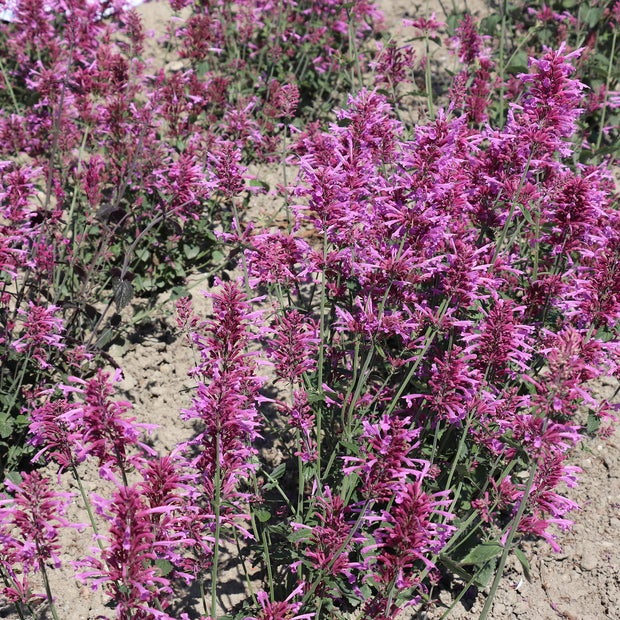 Agastache cana, 'Heather Queen' Hummingbird Mint, Mosquito Hyssop Fontana Seeds