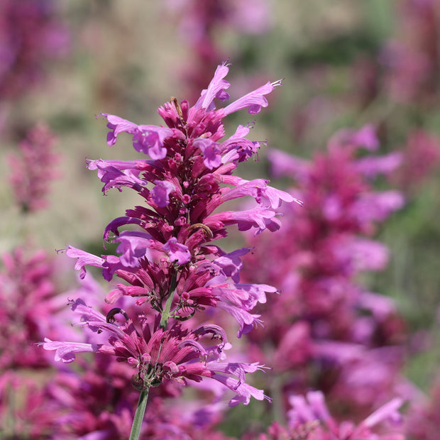 Agastache Heather Queen Seeds