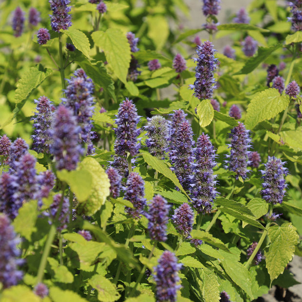 Agastache Golden Jubilee