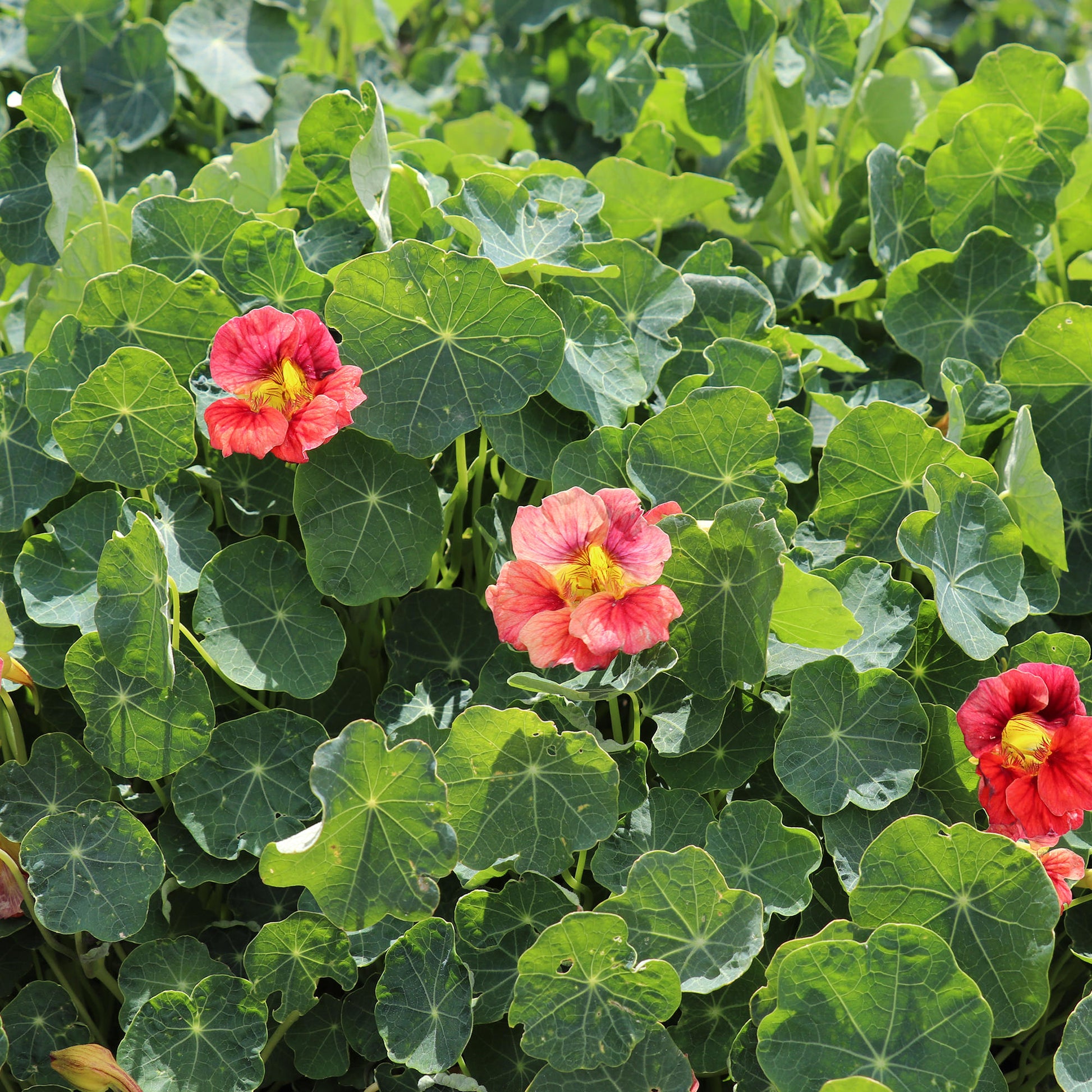 Nasturtium Ladybird Rose Flower Seeds