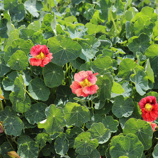 Nasturtium Ladybird Rose Flower Seeds