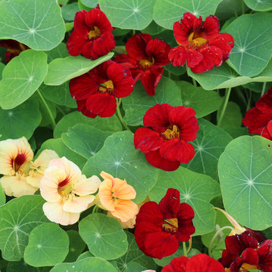 Nasturtium Sahin's Paso Doble