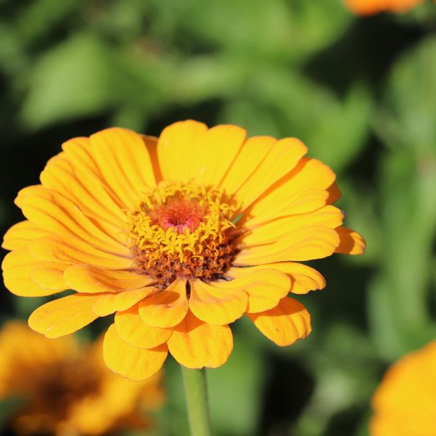 Zinnia Elegans Dahlia-Flowered Golden State