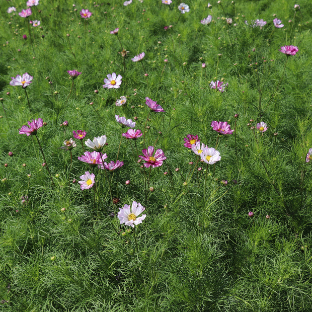 Cosmos Seed