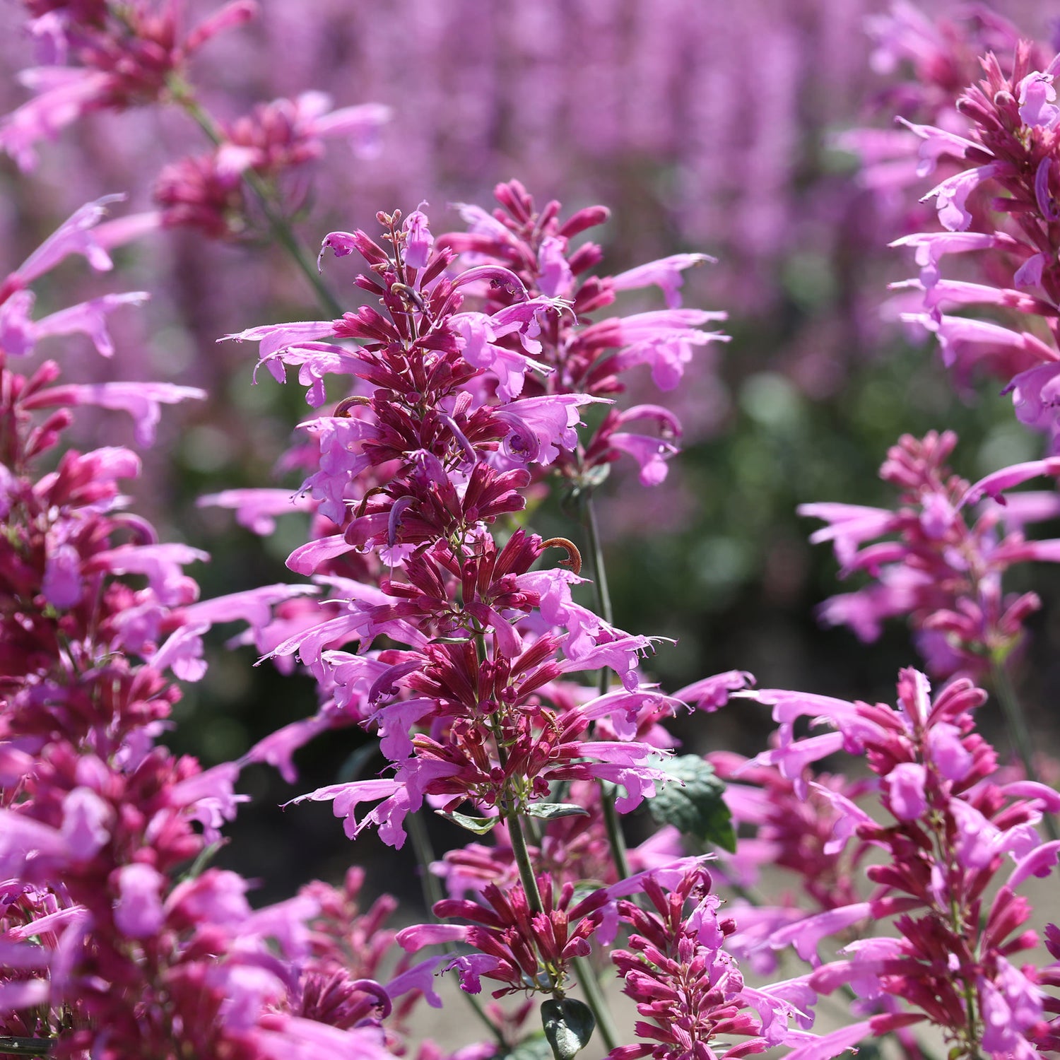Agastache