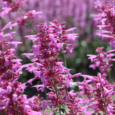 Agastache Heather Queen