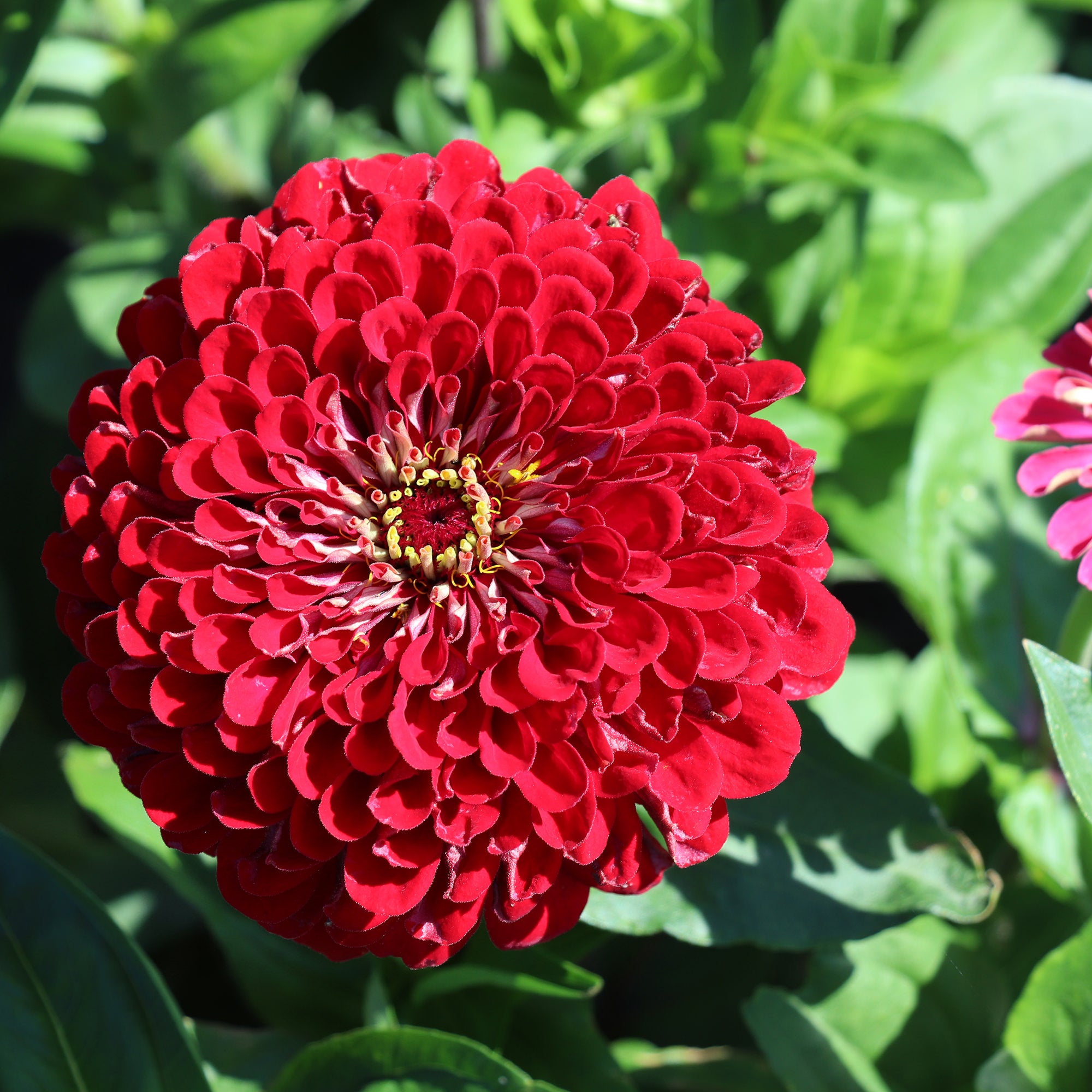 Zinnia Elegans Dahlia Flowered Meteor Red Zinnias Fontana Seeds Zinnia Elegans Dahlia Flowered Meteor Red Zinnias Fontana Seeds
