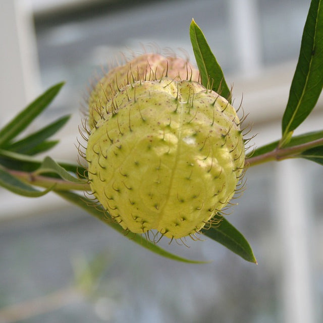 Hairy Balls Plants Seeds