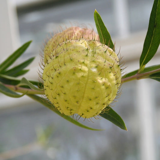 Hairy Balls Plants Seeds