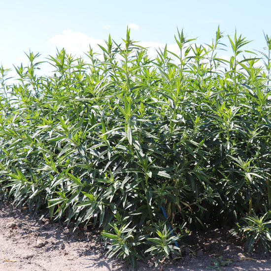 Gomphocarpus physocarpus seeds