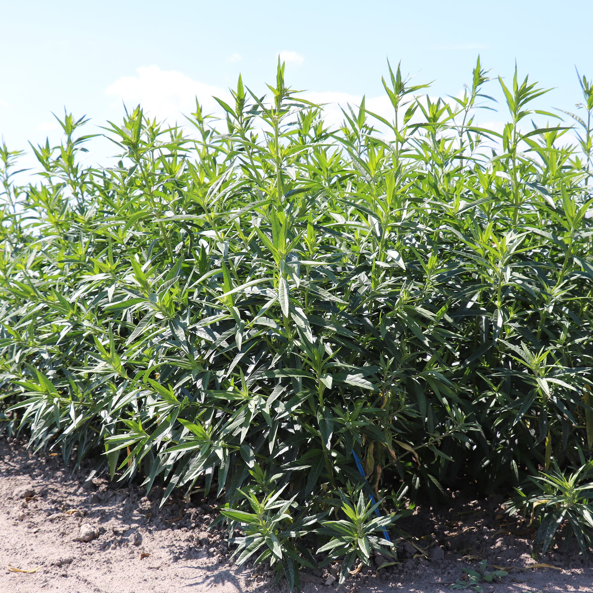 Gomphocarpus physocarpus seeds