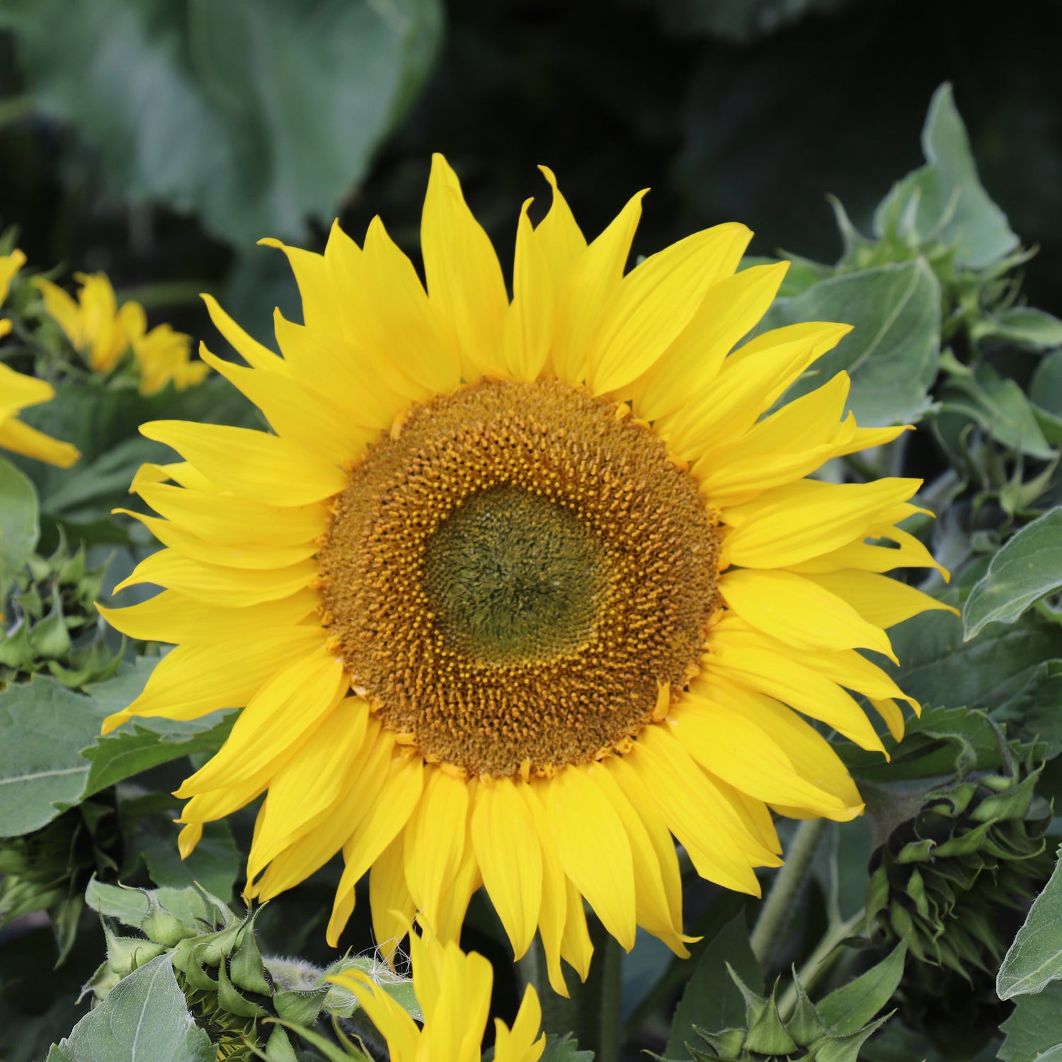 Girasoli